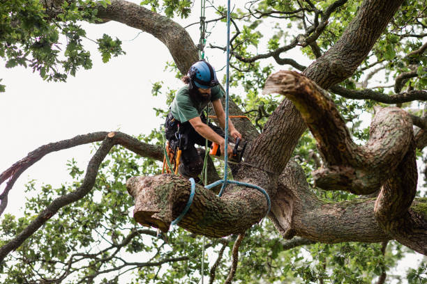 How Our Tree Care Process Works  in  Calumet City, IL