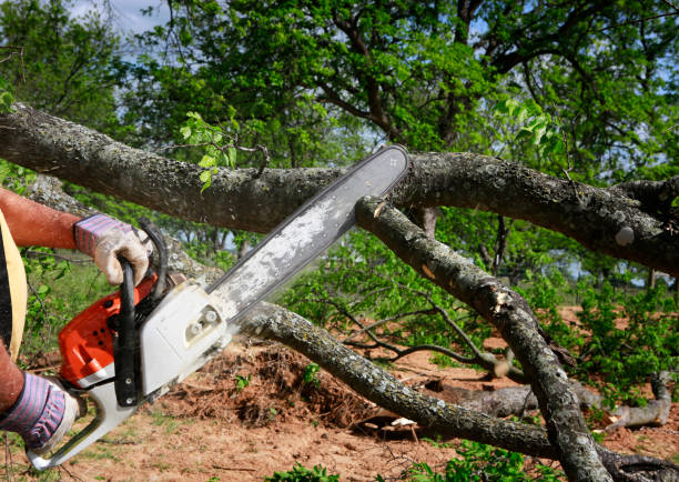 Best Fruit Tree Pruning  in Calumet City, IL